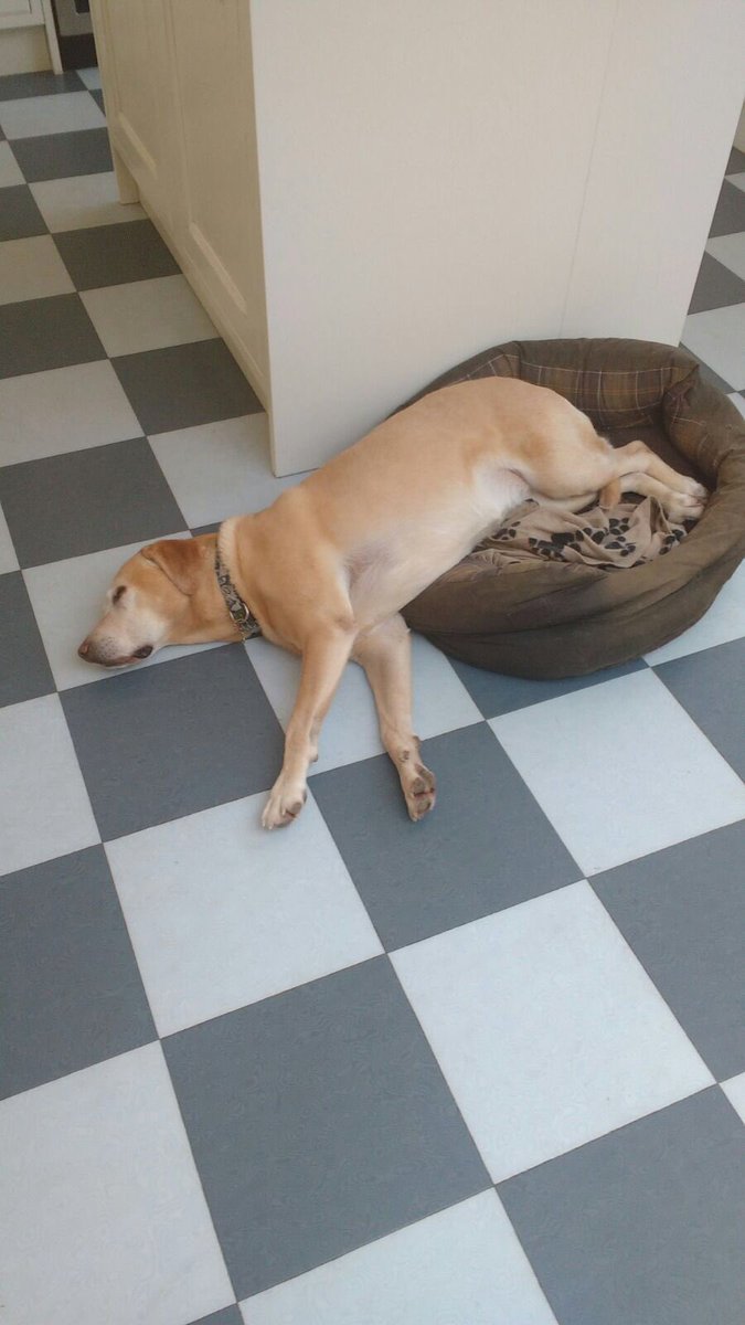 My beloved bought a new dog bed. Must remind her that Maisie is 10 YEARS old, not 10 months.