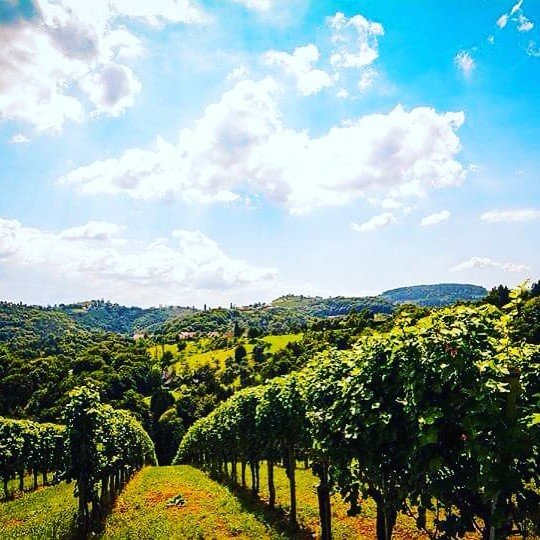 Visit the vineyards and taste the wine with TouchPortugal 

#vineyards #wine #uniqueexperiences #touchportugal