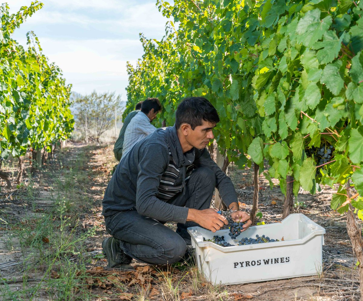 Cosechando el Block N°4 donde nace nuestro Pyros Single Vineyard Block N°4 Malbec, #ValleDePedernal #Cosecha2018