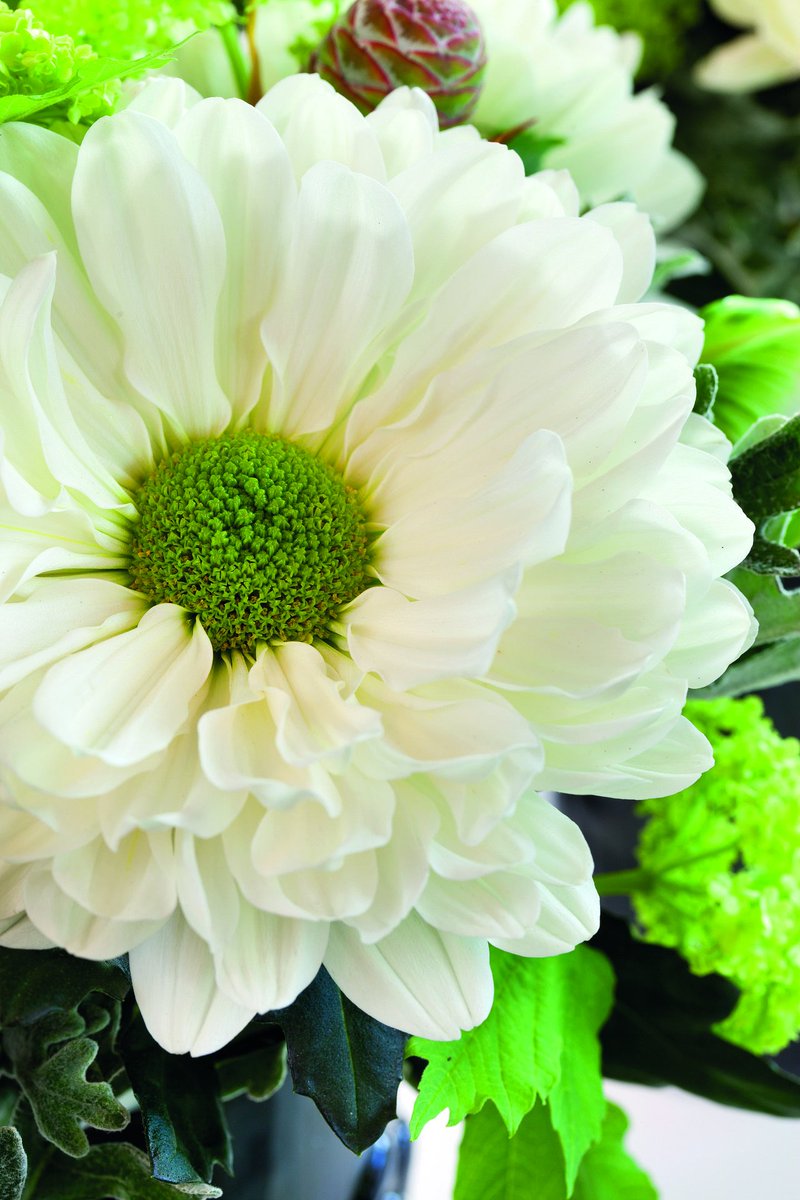 The first Sheik chrysanthemums from Master Grower KZ Flowers will be available at Naaldwijk, Aalsmeer, Rijnsburg, Rhein-Maas and Floramonda from this friday. Sheik is a beautiful cream disbudded chrysanthemum. It distinguishes itself with its large, richly filled flowers.