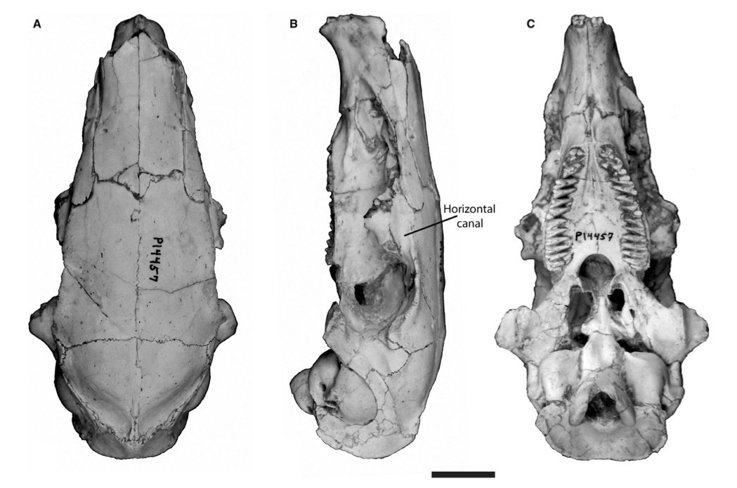dcpaleo's tweet photo. Two new late #Miocene species of #capybara relatives based on nice crania from @FieldMuseum and @museodelaplata collections, from two sites featured in #HornedArmadillos. Described by @patiperez_paleo of @mefpatagonia and @unlp colleagues. #Caviomorph https://t.co/r5Knp1brIx https://t.co/AYA4U947Lb