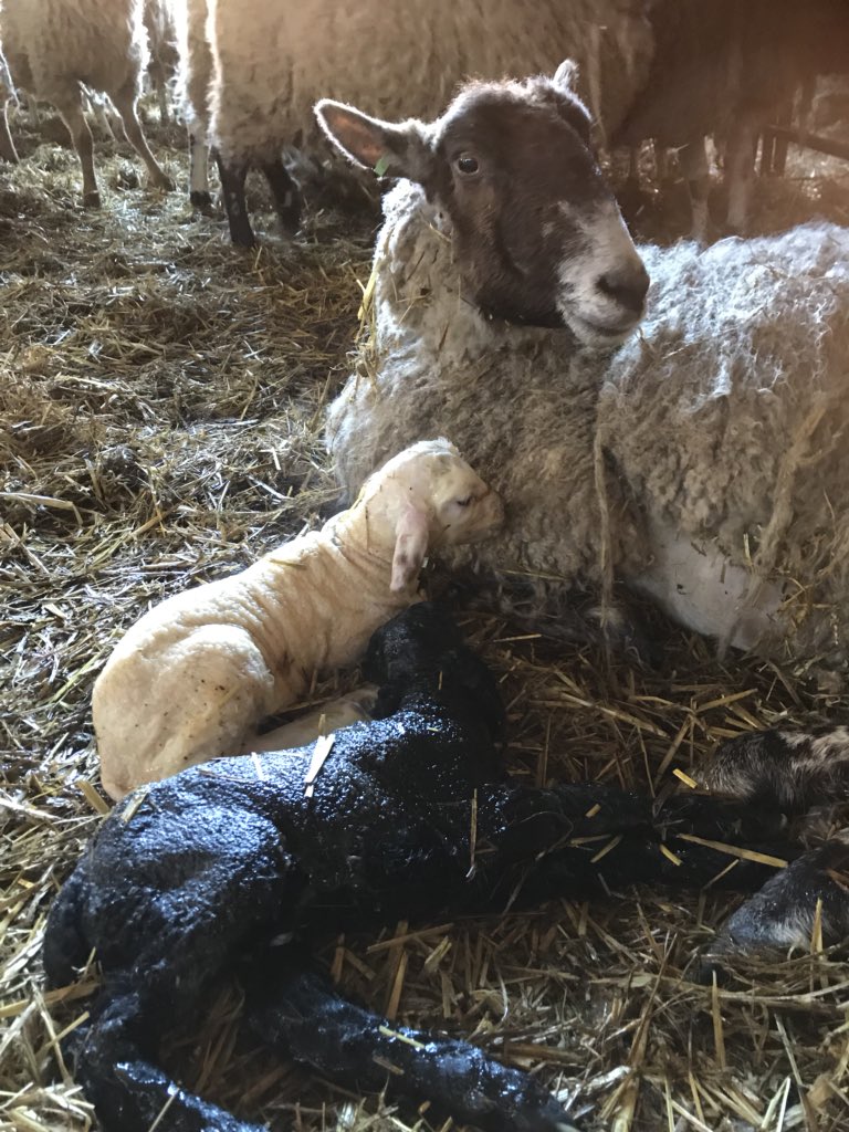 DavidLincolnred's tweet image. Another pair of identical twins 🙈😂🐑