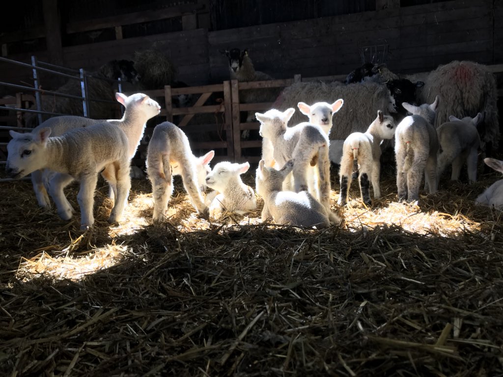 DavidLincolnred's tweet image. Enjoying a flash of sunlight 🌞🐑