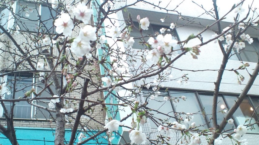 mekarahamu's tweet image. 散り際のさくらパトロール。 #nhknj