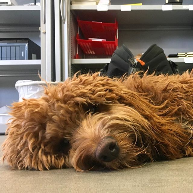 Switchd_UK's tweet image. Office throwback #FirecrackerFilms #OfficeDog #LondonDog #cockapoo 🦊 ift.tt/2q6JsKA