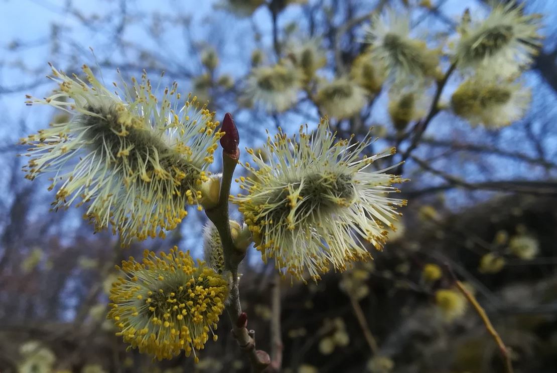 catexperience's tweet photo. La Maria d’Embonui ens diu que els salzes (salenques) estan plens de gatets i gossets.😍😍 #florsdegatell🌱 #salenca #salze
Bon dia/Buenos días/good morning/Bonjour! #pallarssobira
#natura #primavera #visitpirineus #aralleida @visitpallars @aralleida https://t.co/s3lTESvWTa