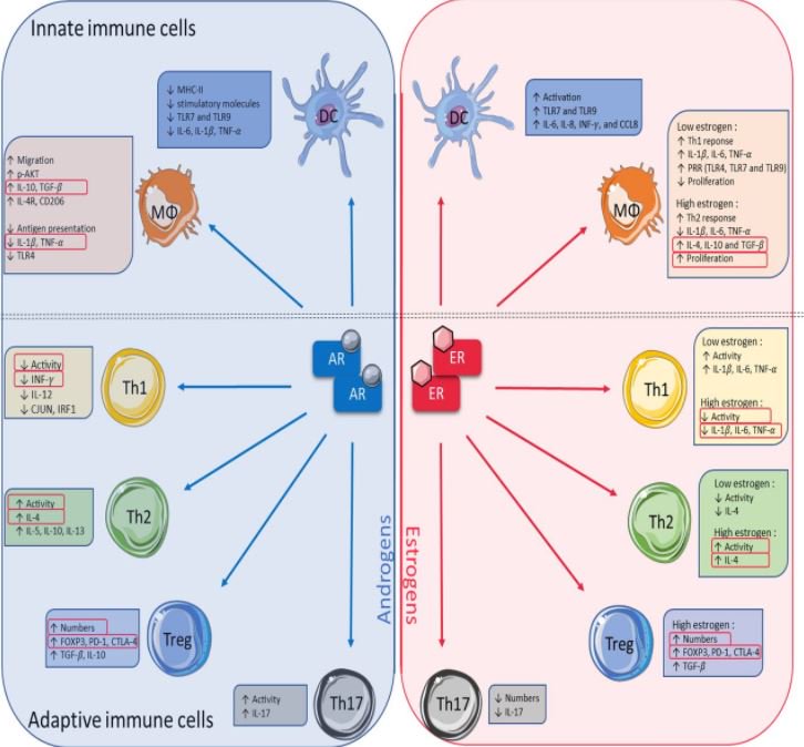 EndoCancer's tweet photo. New review on sex steroids in the tumor microenvironment and prostate cancer progression by Boibessot and Toren: https://t.co/VQ0KYiy74g https://t.co/lAFwws3aHd