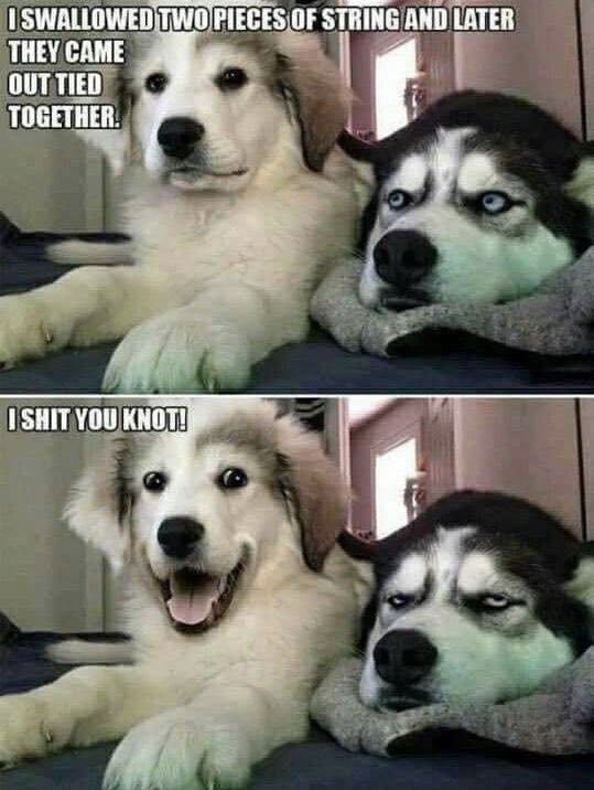 1shawnster's tweet image. Deep Dog Thoughts: 

#DeepDogThoughts
#dogsoftwitter 
#hilarious 
#funny
#MEME 
#JokeoftheDay 
#ThursdayFeeling 
#ThursdayMotivation