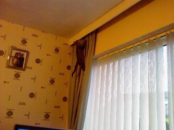 Rachelvz123's tweet photo. @Poundland #PetsBehavingBadly one last one...back when my cat was small and light enough to climb up the curtains! πΉ https://t.co/S0UV8dxR9O
