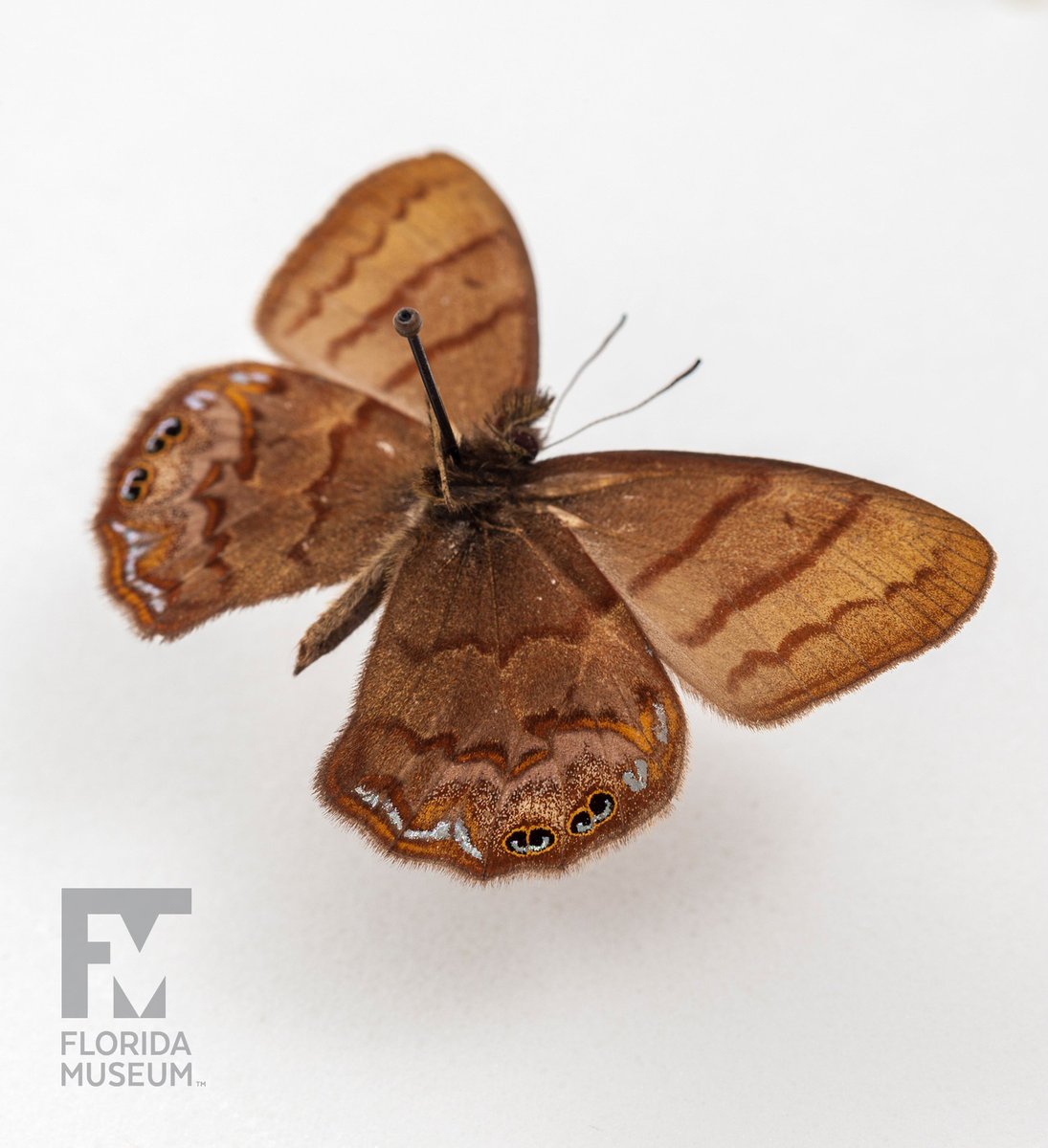 New butterfly species