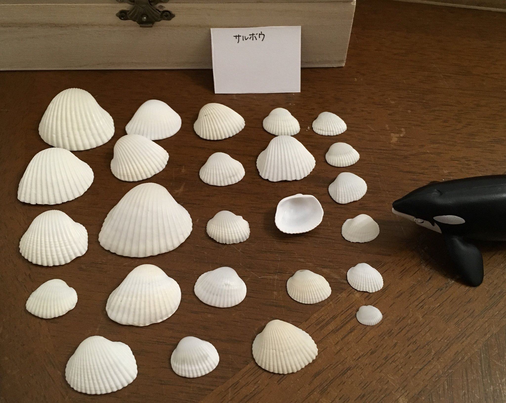 シャチの貝殻図鑑 Twitter