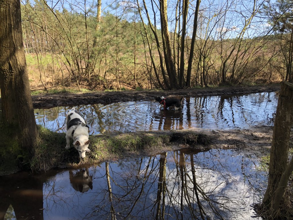 ArchieAndWilson's tweet photo. Who is the handsomest dog of all? Say it’s meeeeeee https://t.co/VBiFne9KC2