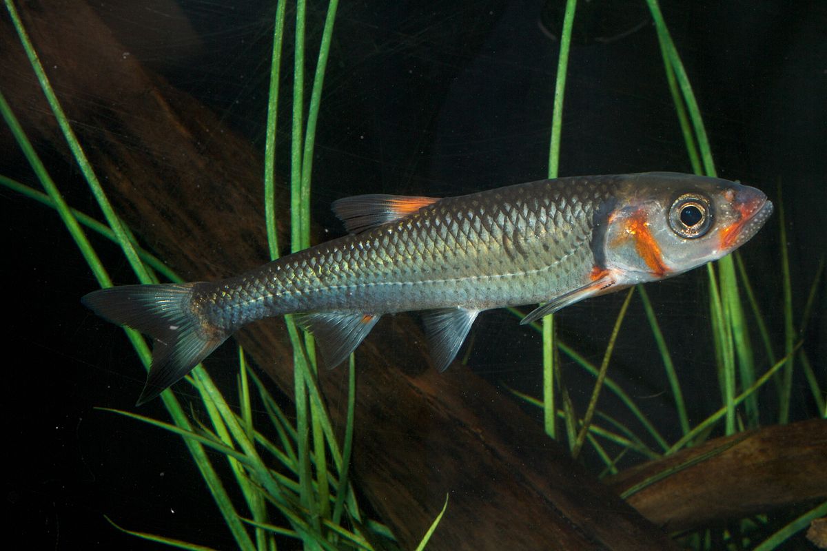 Brandon Peoples tweet media