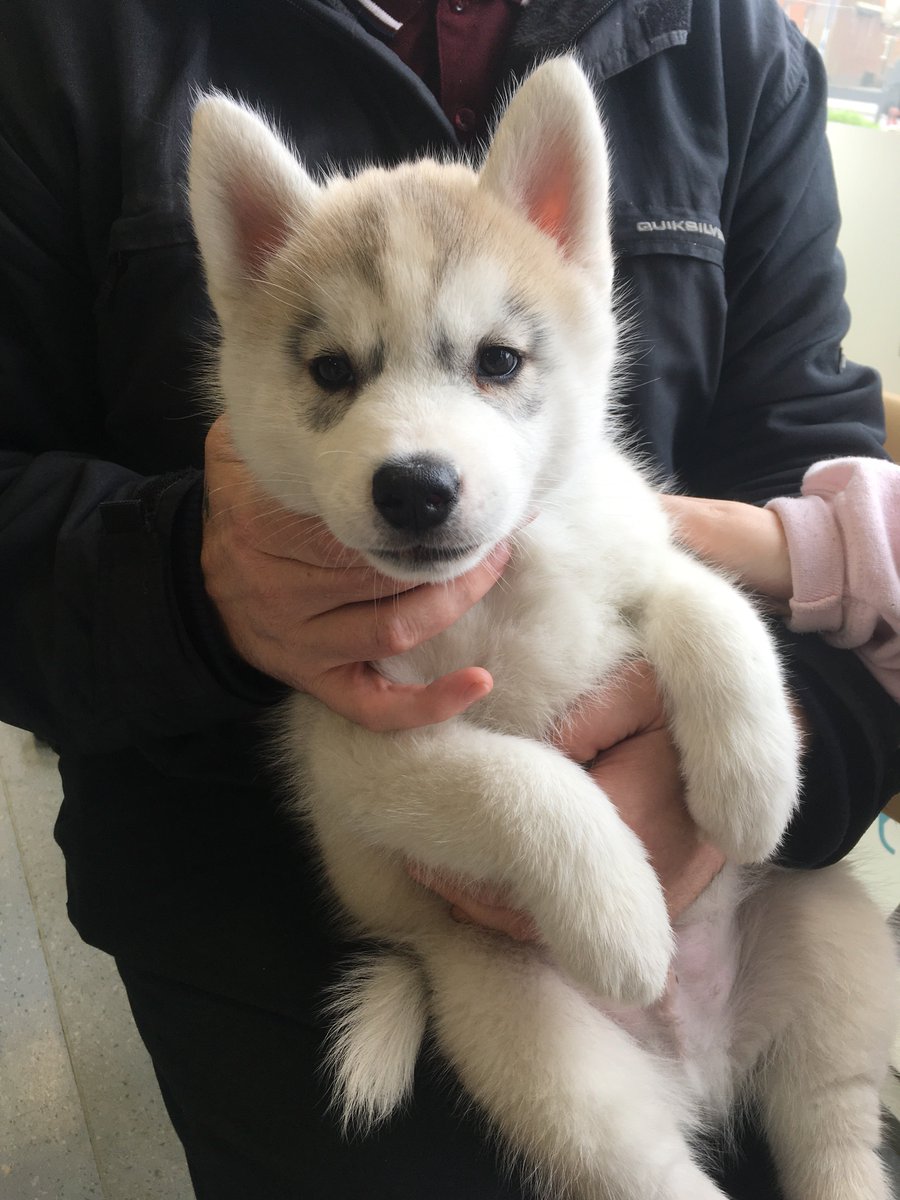 ScarsdaleVets's tweet photo. Thor the 8 week old #husky had his first visit to our #SheltonLock practice last week. He will be back this week for his first vaccination and more cuddles! π€ #puppies #dogsoftwitter #derbydogs #derbyvets https://t.co/e1hvVNyB6D