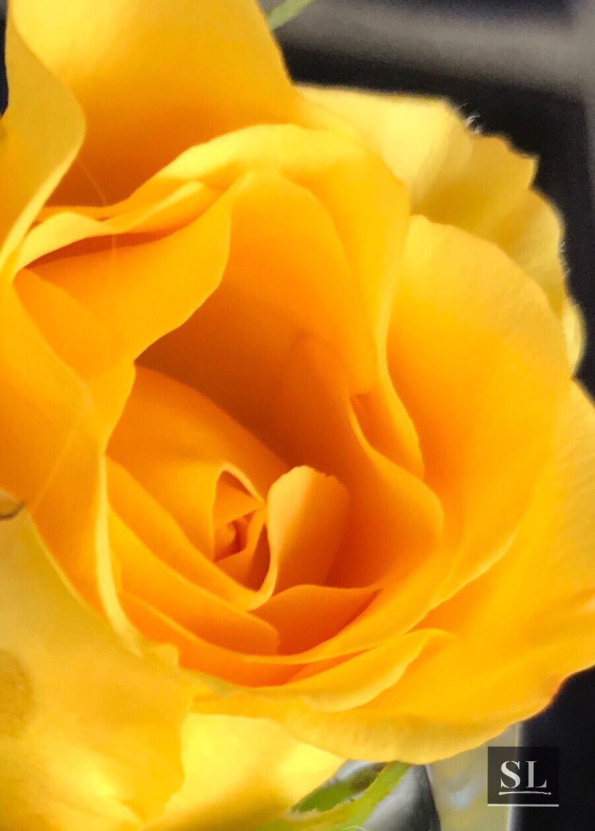 slgparrish's tweet image. “Untitled Yellow Rose” #hope #slgparrish #PhotographyIsArt #photographers #Napa #photograph #photographyeveryday #austintx #austinart #dallasart #artlife #nature #okc #flowersofinstagram #happyspring #SPRINGBREAK