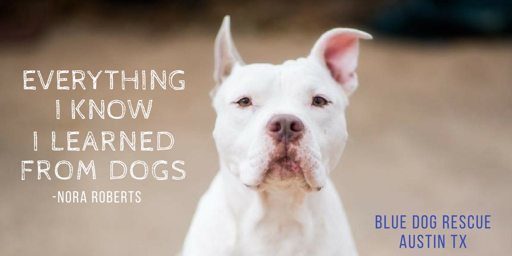 BlueDogRescue's tweet photo. 💙
#adoptdontshop #austintx #ThursdayThoughts #rescuedog 
https://t.co/PerkzGS5It https://t.co/Iqgn0Qebmh