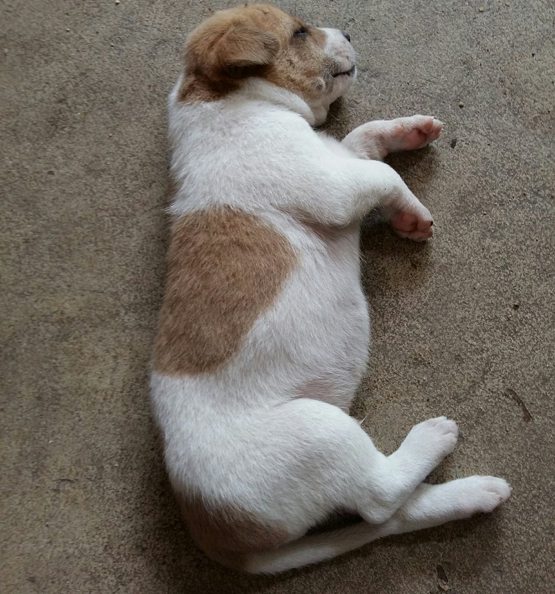 mamayttb's tweet photo. ใครก็ได้ช่วยเอาไปเลี้ยงหน่อยค่ะ น้องน่ารักมากๆแต่ว่าจะย้ายบ้านแล้ว คือบ้านใหม่มันเป็นหมู่บ้านแล้วเลี้ยงหมาได้ไม่เยอะอ่ะ งอแงแล้ว ที่เลี้ยงอยู่ก็6ตัว ถ้าจะเลี้ยง5ตัวนี้ด้วยก็ไม่ไหว งอแงๆๆๆ แง๊งงงงงงงง 😭😭😭😭😭😭 https://t.co/bCS1f4o7z2