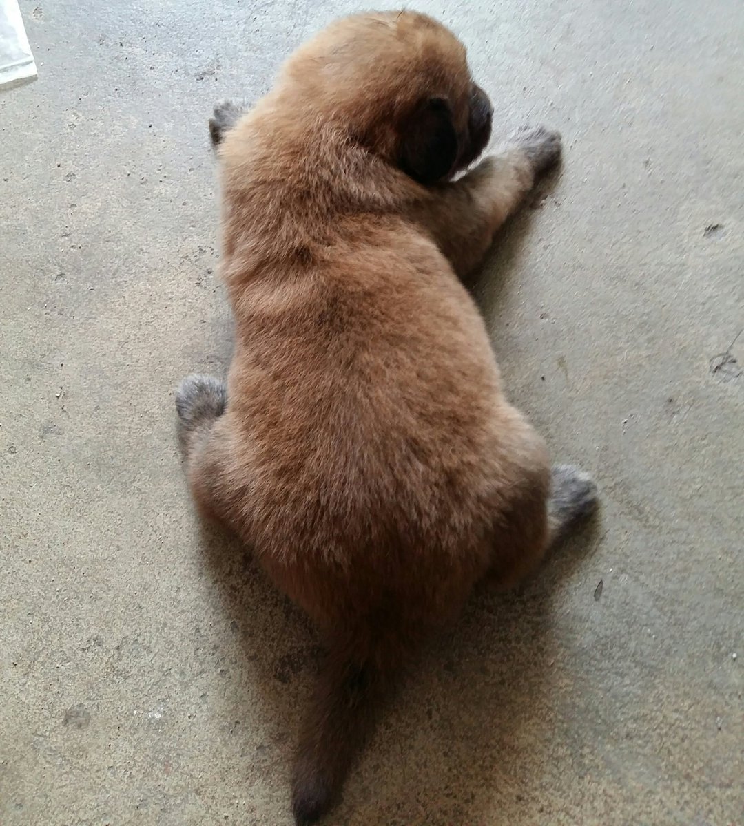 mamayttb's tweet photo. ใครก็ได้ช่วยเอาไปเลี้ยงหน่อยค่ะ น้องน่ารักมากๆแต่ว่าจะย้ายบ้านแล้ว คือบ้านใหม่มันเป็นหมู่บ้านแล้วเลี้ยงหมาได้ไม่เยอะอ่ะ งอแงแล้ว ที่เลี้ยงอยู่ก็6ตัว ถ้าจะเลี้ยง5ตัวนี้ด้วยก็ไม่ไหว งอแงๆๆๆ แง๊งงงงงงงง 😭😭😭😭😭😭 https://t.co/bCS1f4o7z2