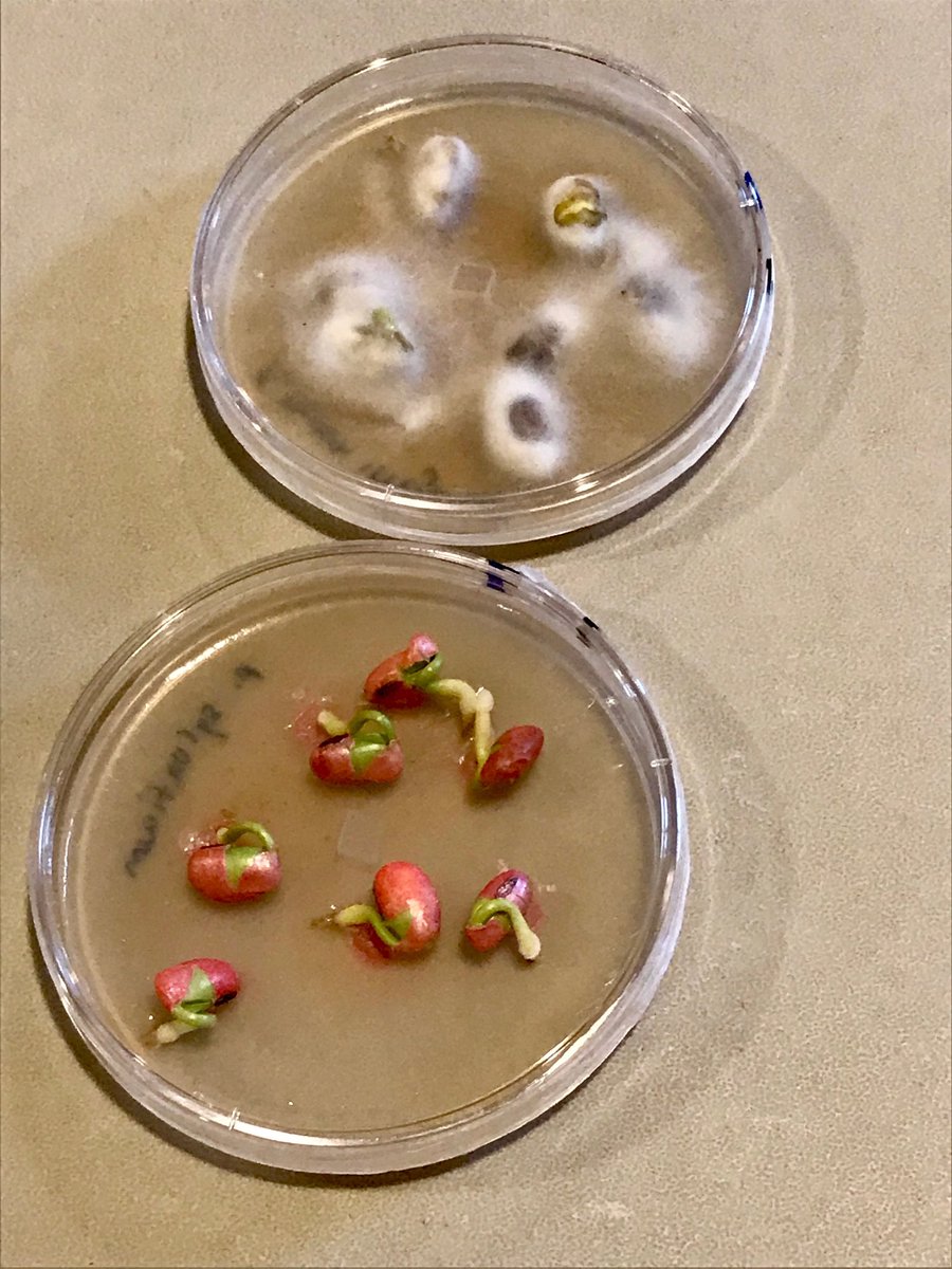 Mitch8Larson's tweet photo. Warden seed treatment vs untreated seed. Just FIVE days after exposed to pythium strains. Pythium likes cool, wet conditions...how’s your spring weather been, so far? https://t.co/0VR9Re9K9D