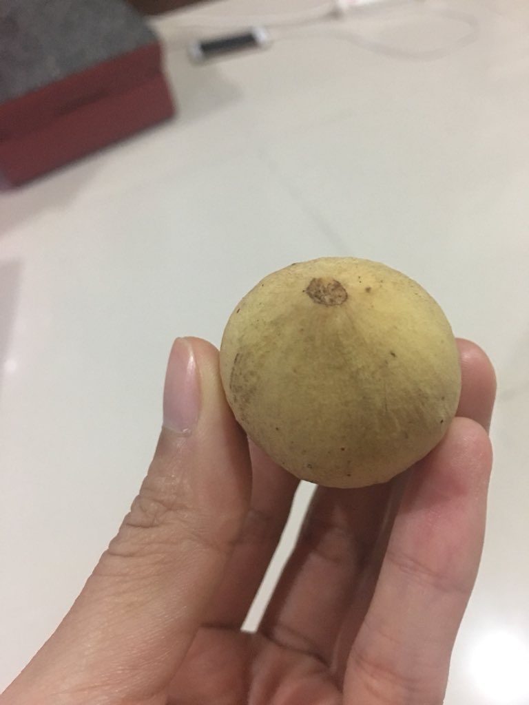 SiamFreshMarket's tweet photo. In Thailand we call โLong Kongโ, its taste like Lychee and Long Kong. You just need to peel it and enjoy ... contact info@siamfreshmarket.com or +66-62-6365649 both WhatsApp and Line #ThaiFruitExport #ExoticFruitExport #ExoticProduce https://t.co/wmV59z3ZOR