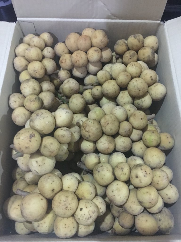 SiamFreshMarket's tweet photo. In Thailand we call โLong Kongโ, its taste like Lychee and Long Kong. You just need to peel it and enjoy ... contact info@siamfreshmarket.com or +66-62-6365649 both WhatsApp and Line #ThaiFruitExport #ExoticFruitExport #ExoticProduce https://t.co/wmV59z3ZOR
