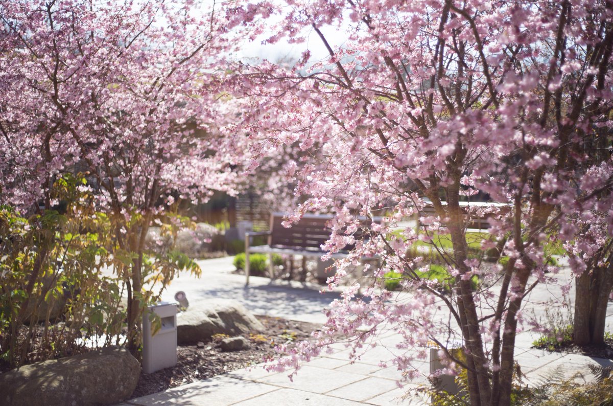 stwilfridstweet's tweet photo. What a view in our patient garden! 

Our hospice garden has bloomed spectacularly with our 20+ cherry trees creating a stunning display of pink and white blossoms! 😍 https://t.co/eZtLsqcVPx