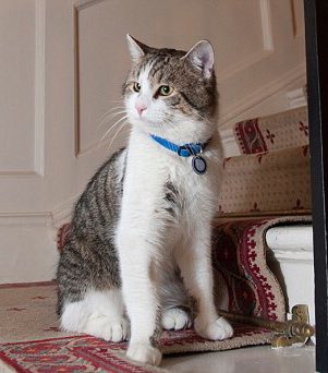 Number10cat's tweet photo. If you                          then you don't
don't love                   deserve
me at my                    me at my https://t.co/1P9vmqnFlO