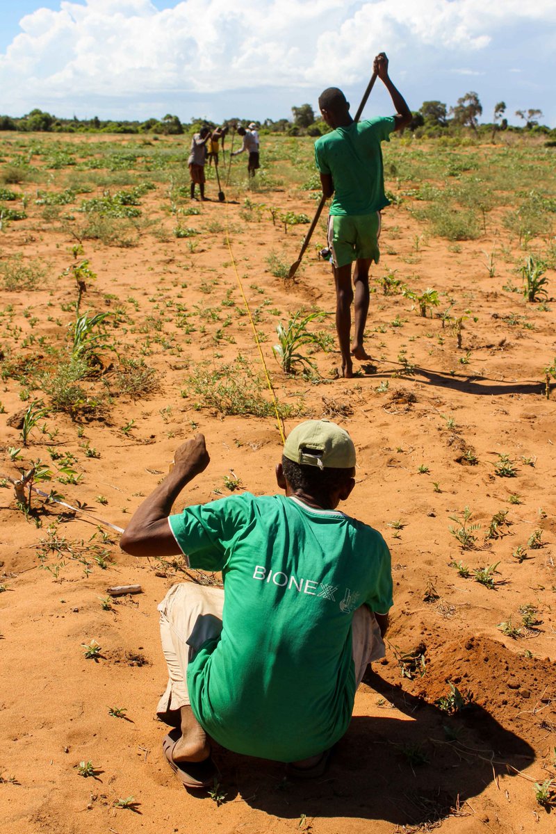 ReefDoctor's tweet photo. The parcels of the first 5 beneficiaries of our dynamic agro-forestry project have been planted in Ranobe! https://t.co/eaaJIIpgIF #dynamicagroforestry #agriculture #forestry #reforestation https://t.co/AKC4cFkYy6