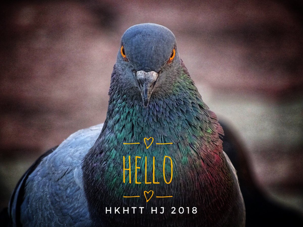 hkhtt_hj's tweet photo. Street pigeon passport photos.#birdsofworld #birdphotography #streetpigeon #pigeon https://t.co/gYl0png8ZP