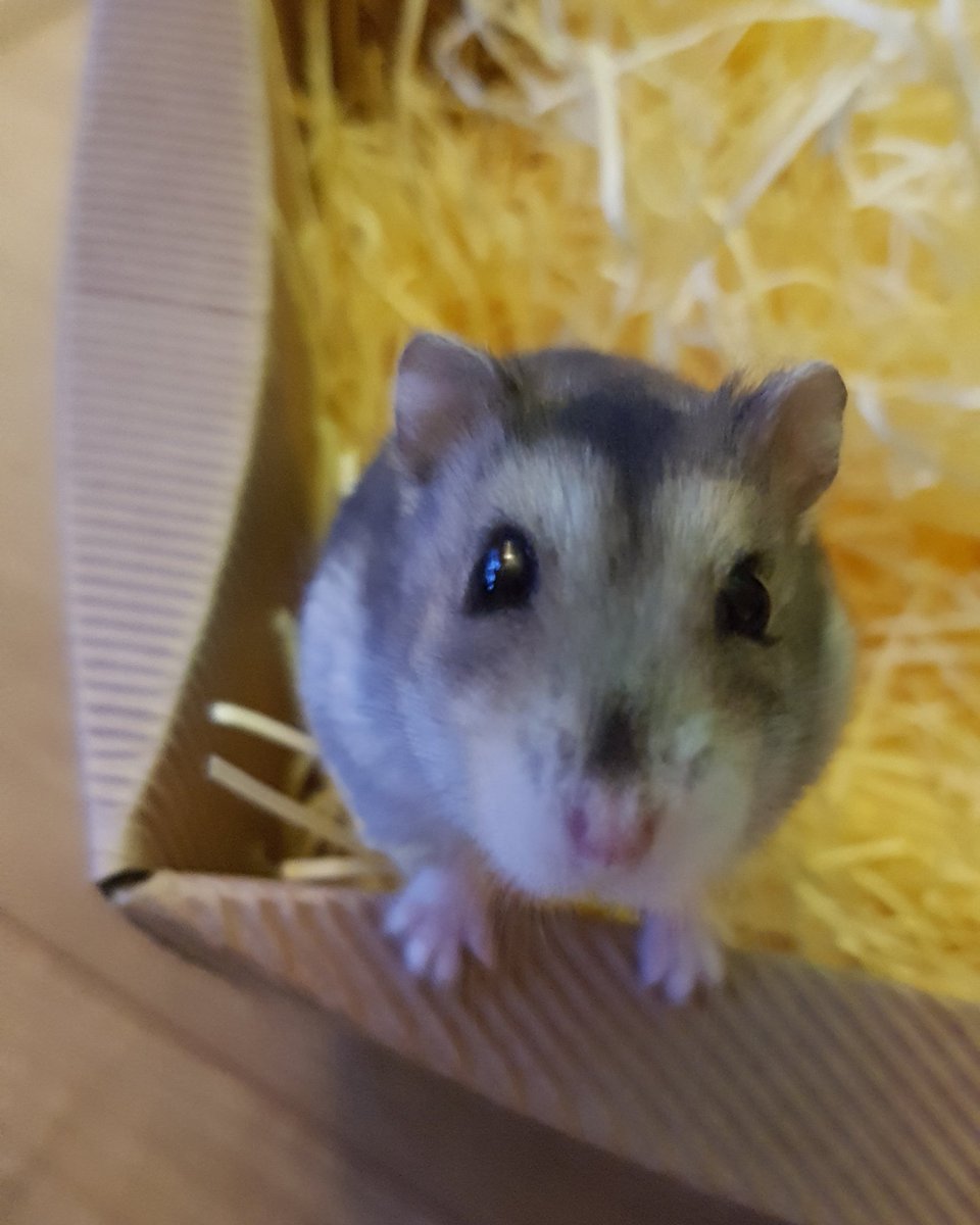 Onze lieve kleine vriend heeft ons verlaten... 😇 De hamsterhemel heeft er een vrolijke knager bij! 🐹
#nolongerwithus