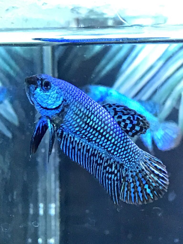 スノー على تويتر 改良ベタ特集 ベタの名前 コバルトブルーシンフォニー 愛称 ダイヤちゃん アクアリウムバスで出会った大変可愛い子です 赤虫のお食事中でお腹がポッコリ