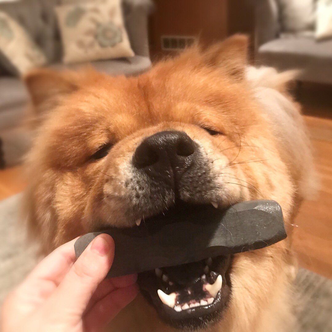 DigsbysWoofPack's tweet photo. Chewing My Way thru Thursday Like Nom Nom Nom #PreFriday #TGIAlmostF
(Check out this Indestructible Chew Toy for heavy chewers by @BulletproofPet Link in our Bio, Tell ‘em Digsby sent ya!) #IndestructiBone https://t.co/34bXijTu2s
