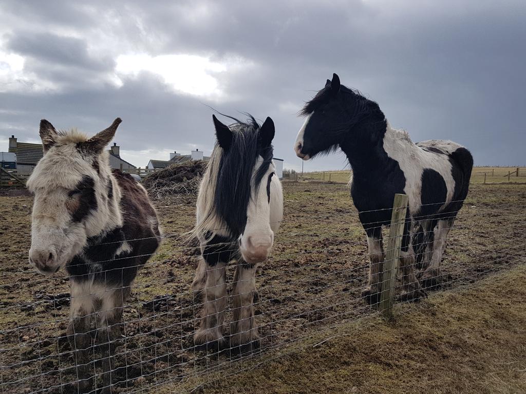 HighlandL4ss's tweet photo. The #Gloup, #BroughofDeerness #MullHead
Weather started nice but windy. Had planned to go to #CovenantersMemorial but weather took turn for the worst.
Who's got my body, as this one actually jogged a bit.
Cracking walk and also spoke to @NavajoBirdsong
equines who spoke to me. https://t.co/R8dsd95Z5t