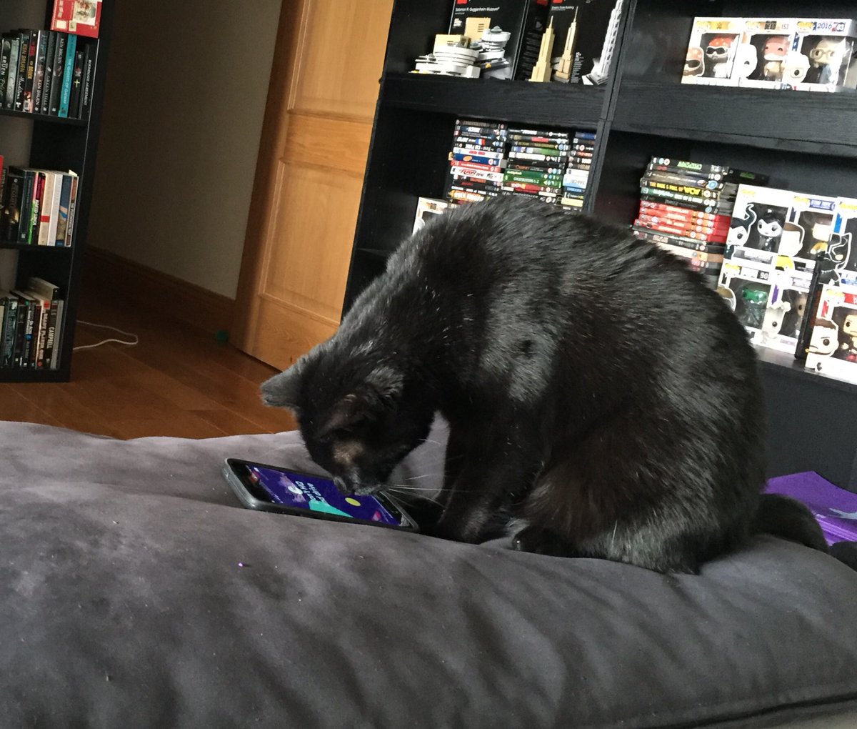 LokiandFinn's tweet photo. @hqtriviauk Loki was very excited for @ScottRogowsky for trivia. Enjoy your holidays @sharoncarpenter https://t.co/XFytvaJQJm
