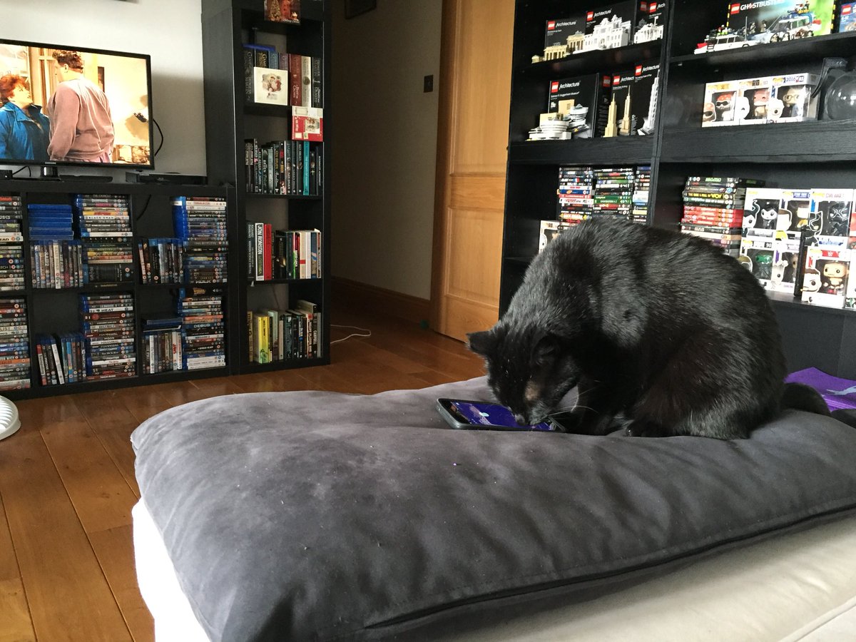 LokiandFinn's tweet photo. @hqtriviauk Loki was very excited for @ScottRogowsky for trivia. Enjoy your holidays @sharoncarpenter https://t.co/XFytvaJQJm