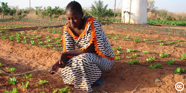 FarmbizAfrica's tweet photo. Kitchen garden farmers using cans for irrigation can now save more than 70 per cent of water with a bucket drip irrigation kit https://t.co/w8QDiuUsE1 https://t.co/ccTa1p36Ts