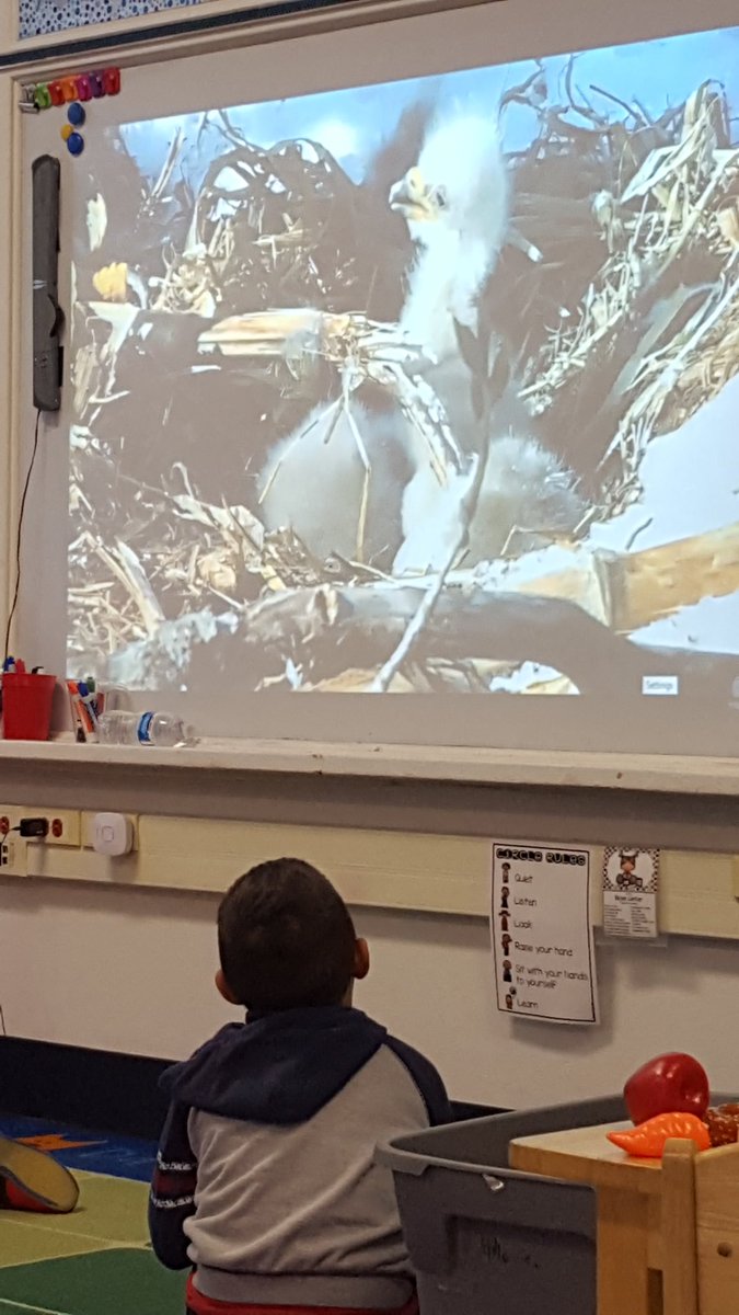 MrsPearson18's tweet photo. Our class LOVES watching the @decoraheaglecam! #FSHE #PrettyInPreK https://t.co/FZxroM4xd0