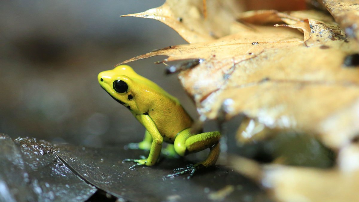 психоделическая рыба-лягушка (histiophryne psychedelica). Frogfish рыба. жаба в воде. Antennarius pictus. морская лягушка.