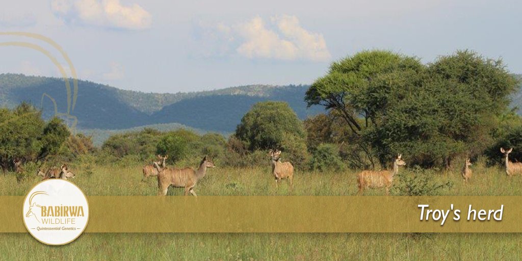 babirwawildlife's tweet photo. Troy's herd has been growing nicely at Babirwa Wildlife.
#BabirwaWildlife #WildlifeLegacy #GameBreeding https://t.co/UJxoW9fvJw