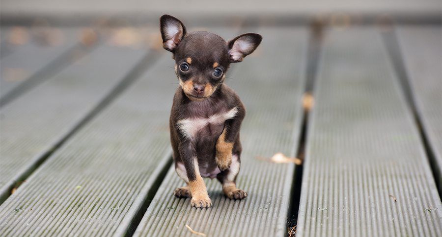 Do you know what a teacup dog is? buff.ly/2J2EqH4