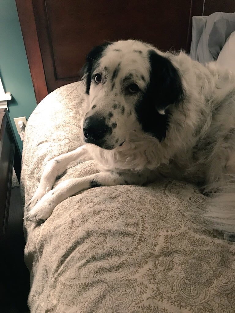 KristaBower411's tweet photo. @kilmeade I watch you every morning, but it was my Mom who said I should follow you here because you post pics of your Great Pyrenees. Please meet Kato, our 3 year old GP rescue. He, in fact, rescued me! Your boys are beautiful! Keep up the good work! https://t.co/vnlLWJr0KC