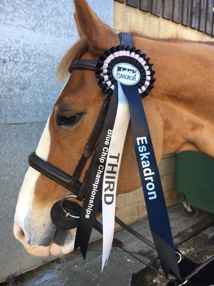 JSEquestrian's tweet photo. Another rosette for #jsequestrian @BCWSJC well done Hannah &amp; Tino  #showjumping #equestrian https://t.co/0HgZbqI9Pr