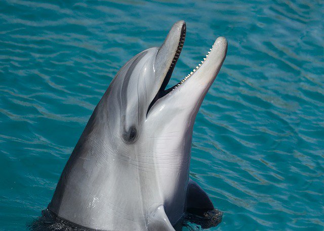 VisitCoastalAL's tweet photo. RT @CleanIsland: Are you Dolphin SMART? 🐬🐬🐬

https://t.co/XOwjIPfsp6 https://t.co/TjDx9D2ZYr