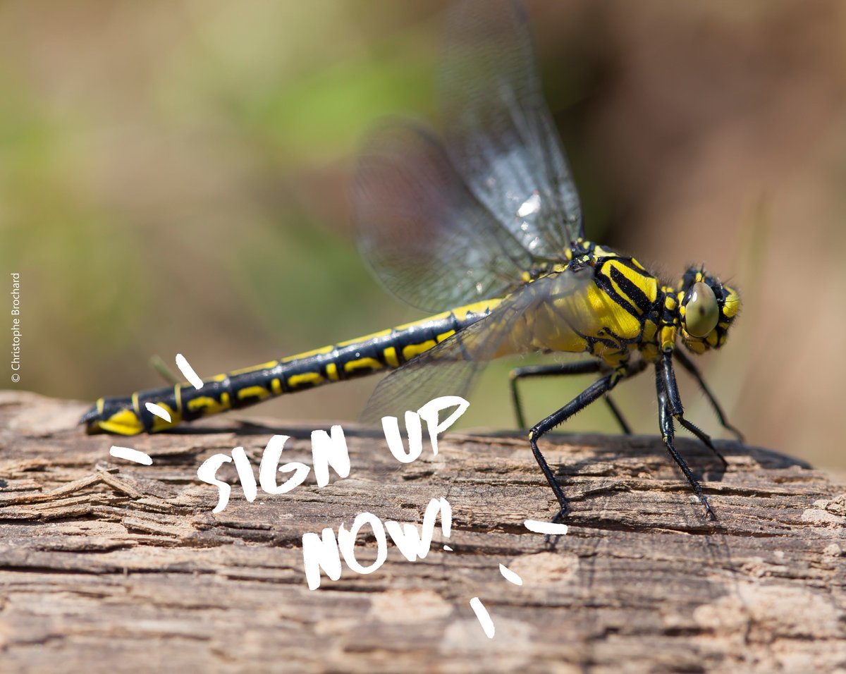 BDSdragonflies's tweet photo. Shout out to #students: join #ClubtailCount 2018 to learn new ID skills & help #wildlife! Choose your monad now: https://t.co/h7yAZdLRhC @UoCWildSociety @uniofglos @uochester @UniofExeter @ObSociety @UniofOxfordSI @UniofReading @RUSUtweets @Exeter_Students https://t.co/UiltTJl8b0