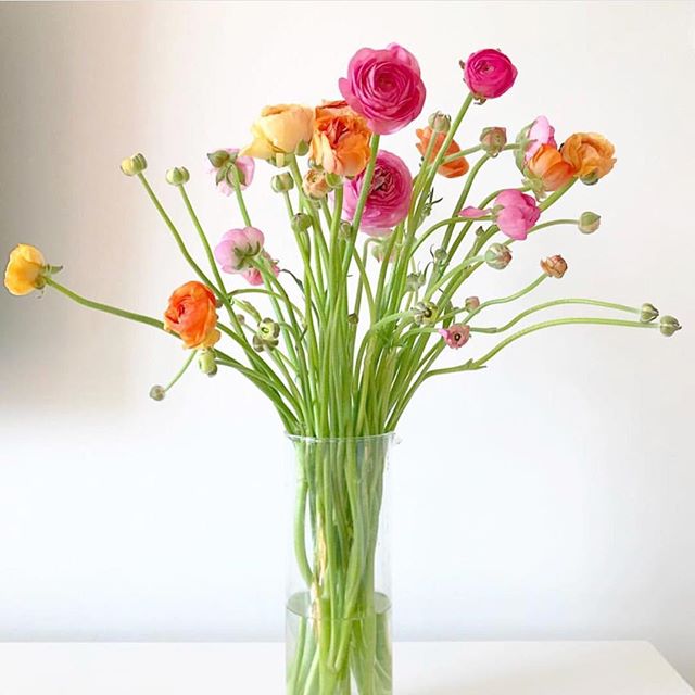 lux_flora's tweet photo. This weather though...
#luxflora #expressions
---
Happy April. Happy Spring. Happy Monday 💐💐💐 via @kate_wolfson 📷: @goop https://t.co/1djTDasvIB