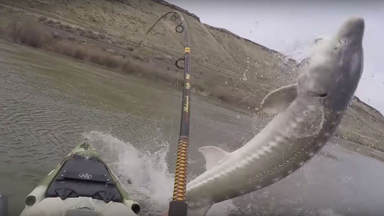 KGW News tweet media