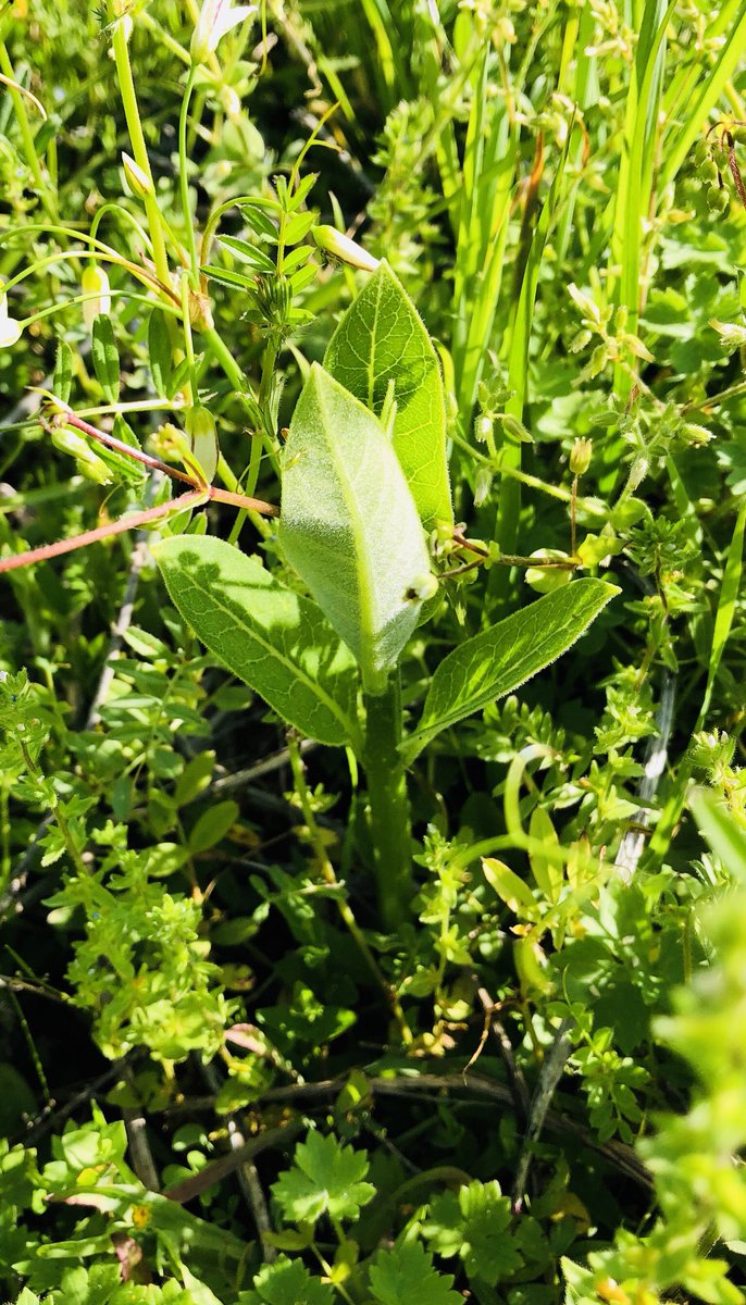 They’re back!  Thanks to our strong partnership with @wwwSCWForg milkweed is beginning to sprout again <a href="/IrmoMiddle/">IrmoMiddleSchool</a>