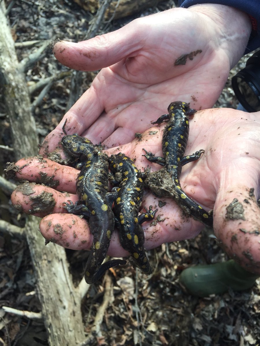 budinger03's tweet photo. Found the spotted salamander hideout today with @SparrowsPointHS students at North Point State Park. @BCPSOutdoorSci https://t.co/PKgqCroZ4Q