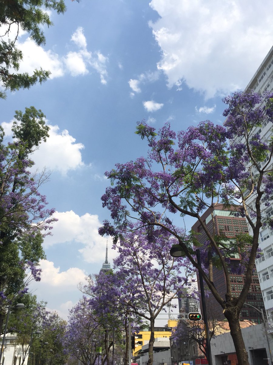 Cesar_Ivan_'s tweet photo. Jacarandas https://t.co/HGXWaJ61uD
