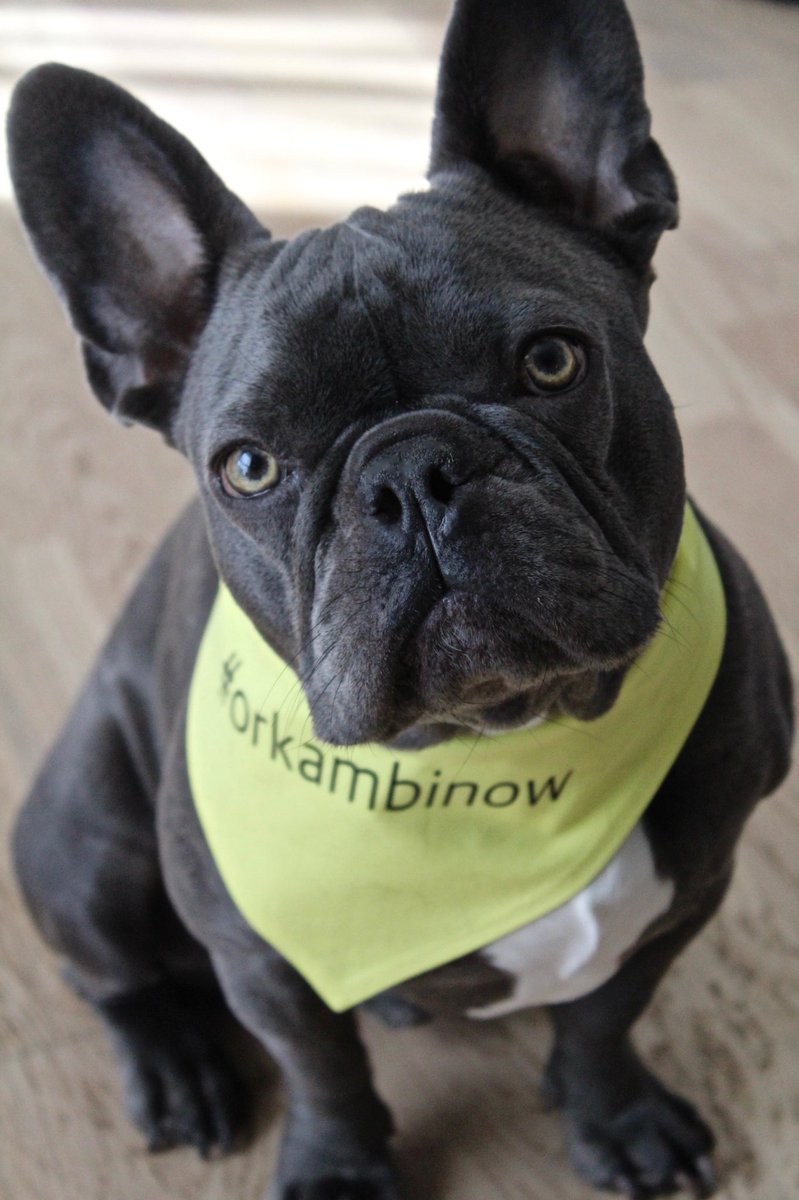 judethefrench's tweet photo. #cysticfibrosis #orkambinow how amazing is my @PawsomePawsBout bandanna. Let’s see if we can spread awareness on my walkies @cftrust #frenchbulldog #judethefrench #bandanna #charity https://t.co/jJ0u5jvG44